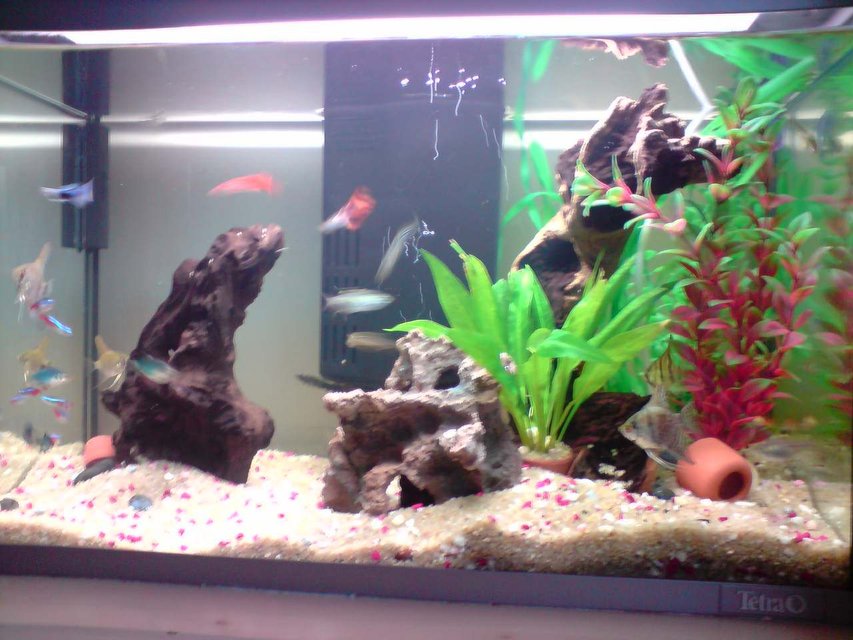 Rated #3039: 14 Gallons Freshwater Fish Tank - the new verson of me tank after i changed it round
