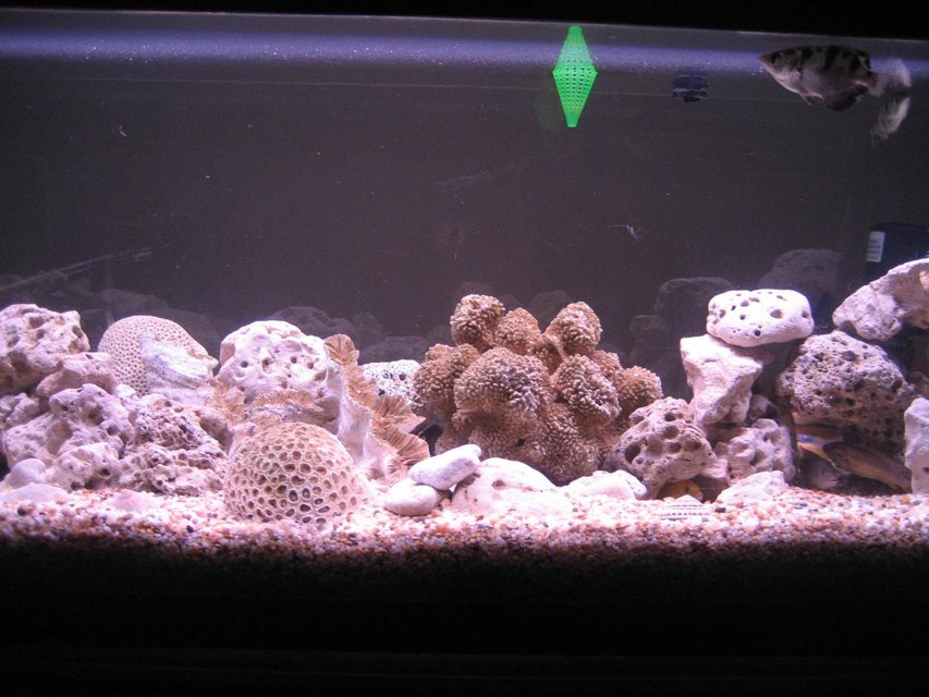 Rated #3795: 76 Gallons Freshwater Fish Tank - this is the full view of my fish tank