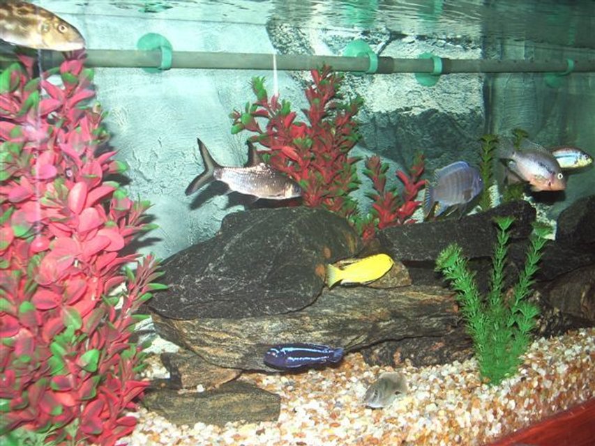 Rated #3007: 65 Gallons Freshwater Fish Tank - Side view of Cichlid tank.