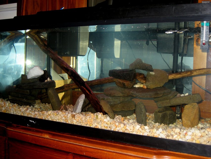 Rated #3440: 30 Gallons Freshwater Fish Tank - Just moved all my fish into a larger tank. Plant bulbs were planted yesterday so no greens yet. There isnt a background on the tank yet so ignore the stuff in the back if you can. :)