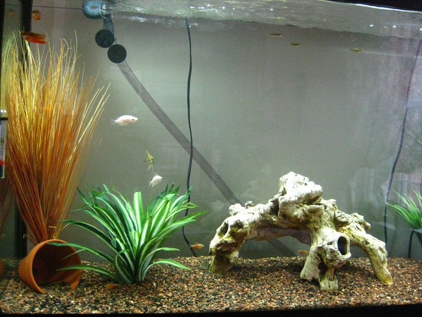 Rated #3585: 65 Gallons Freshwater Fish Tank - Left Side Zoom