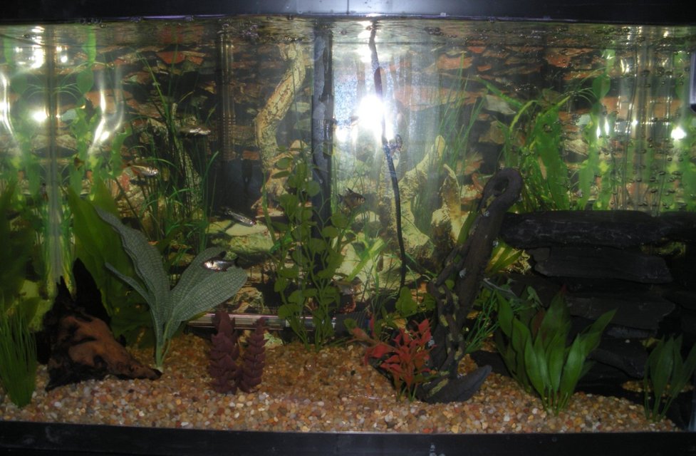 Rated #2734: 20 Gallons Freshwater Fish Tank - 29 gal with two 20 gallon filters a tetra whisper and a marineland penguin bio wheel, fake plants, petco pebble beach gravel, black slate, tetra airpump with airstone wedged under slate, slate wall background

fish: small pleco, 4 penguin tetra, 4 lemon tetra, 4 buenos aeres tetra, 2 rummy nose tetra, 2 pristilla tetra, 1 black phantom tetra