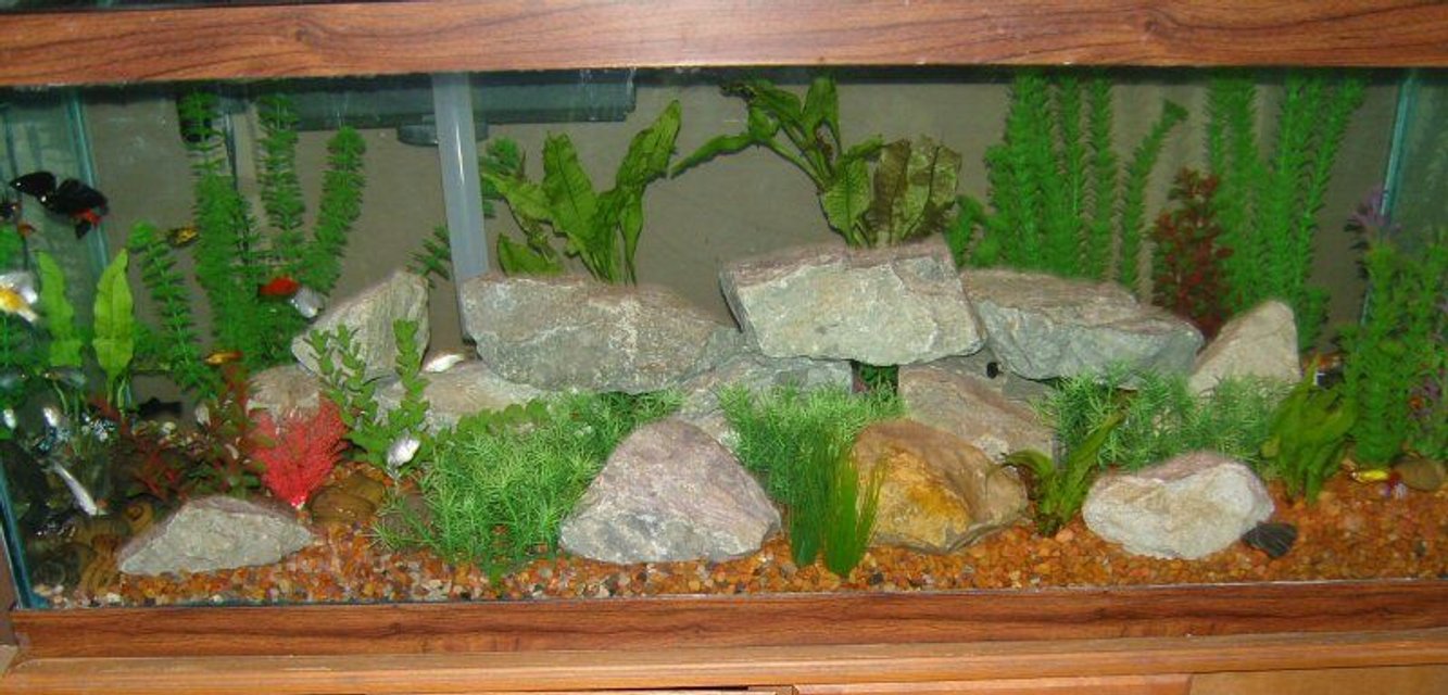 Rated #3073: 75 Gallons Freshwater Fish Tank - 75 gallon tank
Mollies
Swordtails
Variatus