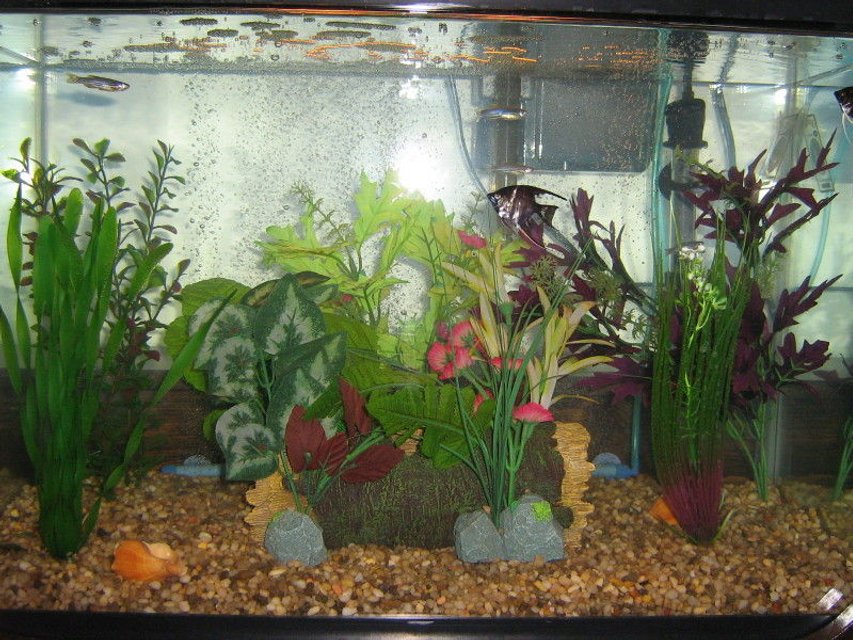Rated #3253: 20 Gallons Freshwater Fish Tank - New Tank 5 Weeks old 4 marble Angelfish 5 Zebras