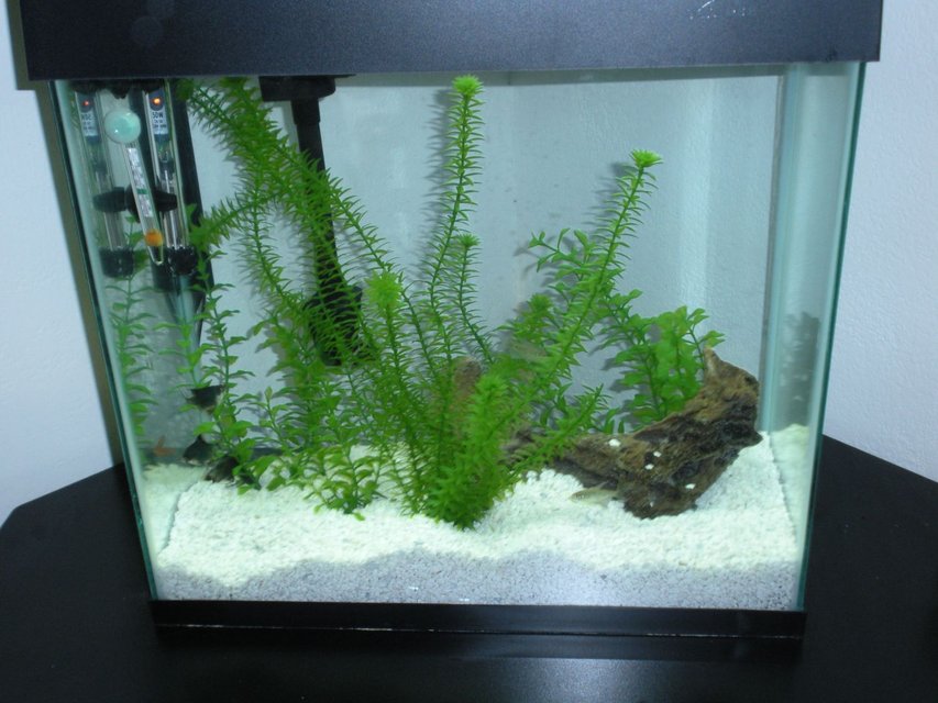 Rated #4064: 16 Gallons Freshwater Fish Tank - My Tank
