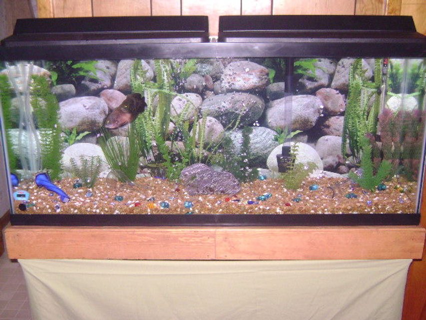 Rated #3319: 55 Gallons Freshwater Fish Tank - 55 Gallon Freshwater Tank