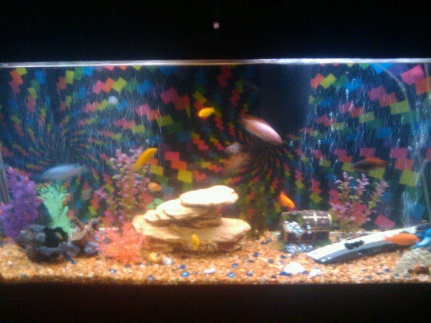 Rated #476: 75 Gallons Freshwater Fish Tank - I HAVE A 75 gal RETRO AFRICAN CHICLID TANK WITH 2 40 GAL FIL 2 AIR PUMPS  2 SUCKER FISH 1ALBINO 2 SNAILS  1 CHAMPION CREY FISH 2 LIGHT HOODS  ideas are welcome