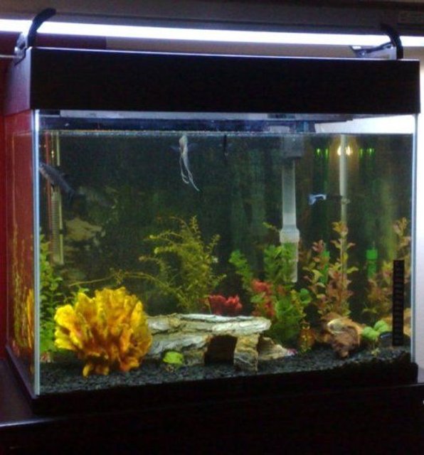 Rated #3344: 18 Gallons Freshwater Fish Tank - my first tank