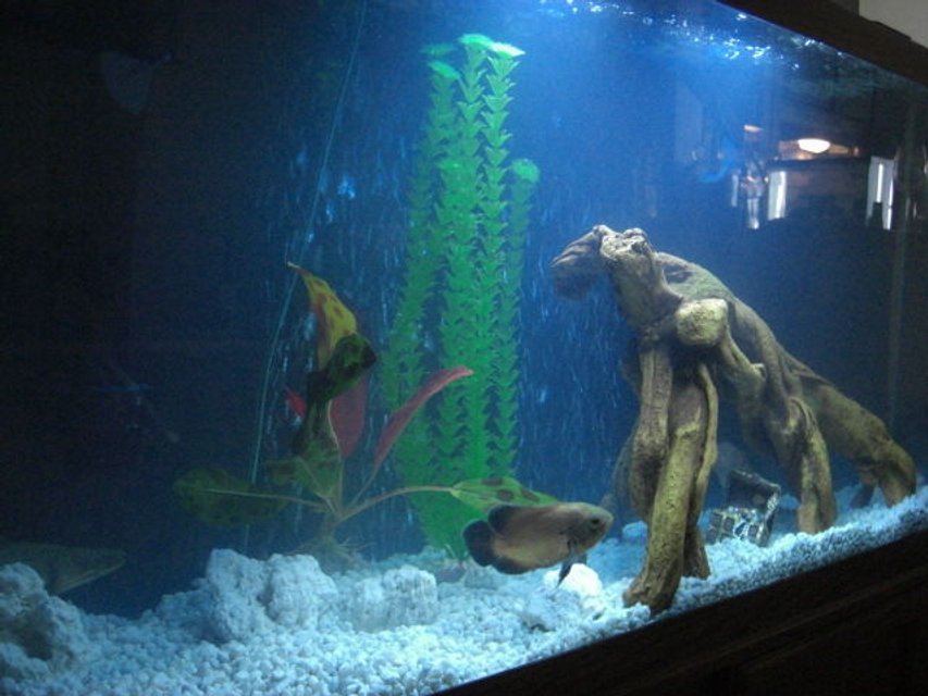 Rated #3637: 55 Gallons Freshwater Fish Tank - young red O, abino tiger O and my bickir