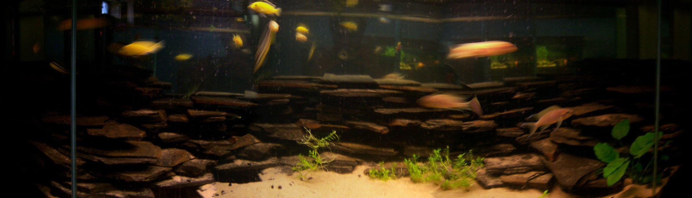 Rated #1354: 150 Gallons Freshwater Fish Tank - 55 gal african tank