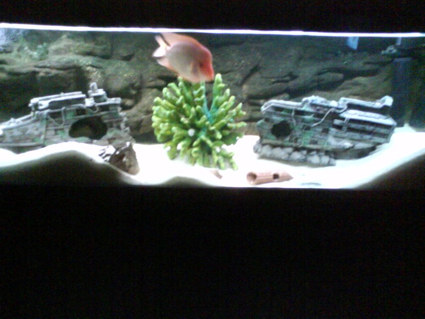 Rated #3403: 880 Gallons Freshwater Fish Tank - 6 footer