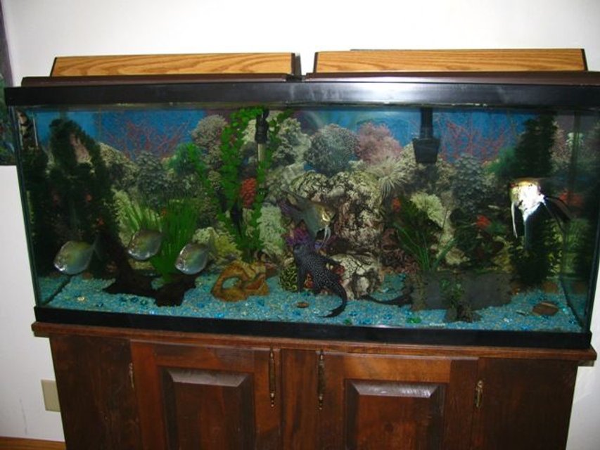 Rated #2910: 55 Gallons Freshwater Fish Tank - My 55 gallon