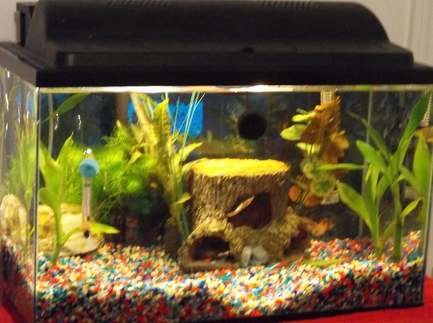 Rated #3609: 10 Gallons Freshwater Fish Tank - little girl tank