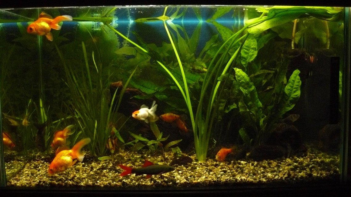 Rated #2850: 25 Gallons Freshwater Fish Tank - 100 L tank, 5 goldfish, 1 labeo, 2 corry, 2 tetra, 4 conconius, 1 kuli, 1 tiger barb.