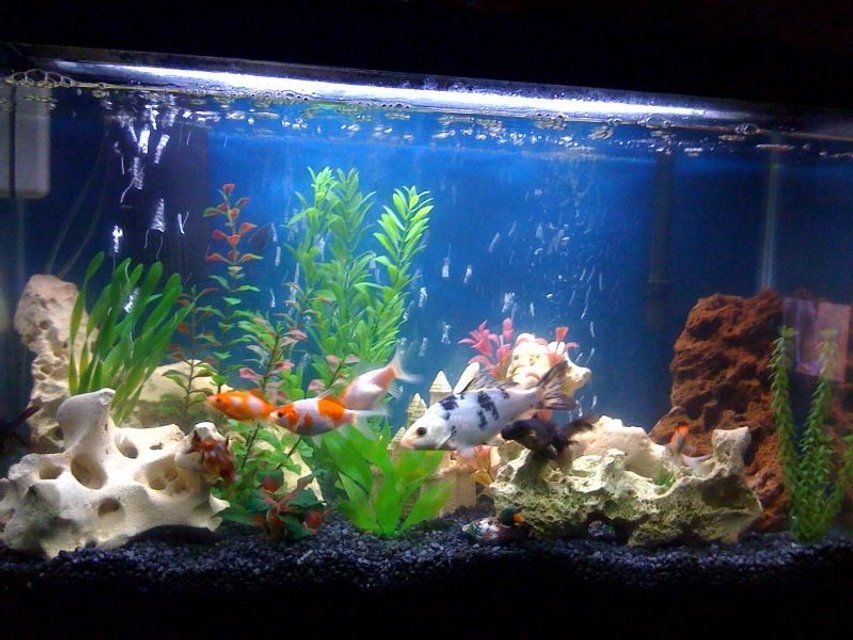 Rated #256: 30 Gallons Freshwater Fish Tank - 30G Cold water tank
Three Comets, two Black Moors, one Spotted Fancy, one Pleco, one mystery Snail, and one Koi which has moved on to an outdoor pond.  *Now redone with all living plants, so pic is outdated, Im leaving it up because its my only photo with fake decor.