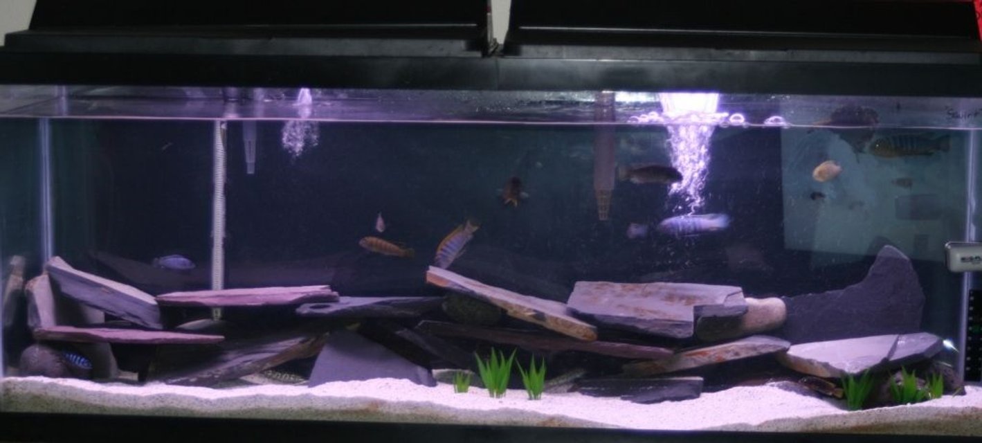 Rated #2711: 55 Gallons Freshwater Fish Tank - my tank