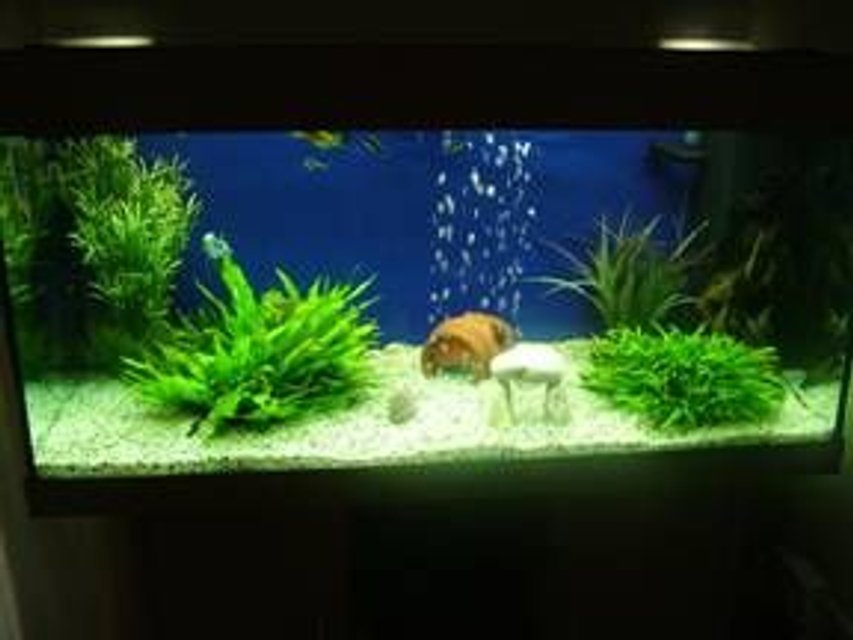 Rated #2604: 180 Gallons Freshwater Fish Tank - this is the top view of my tank