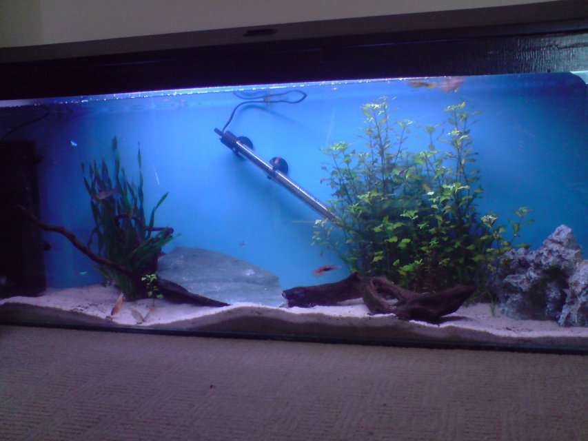 Rated #3882: 35 Gallons Freshwater Fish Tank - This is my first effort at fish keeping. It's a 4ft, 140L tank.