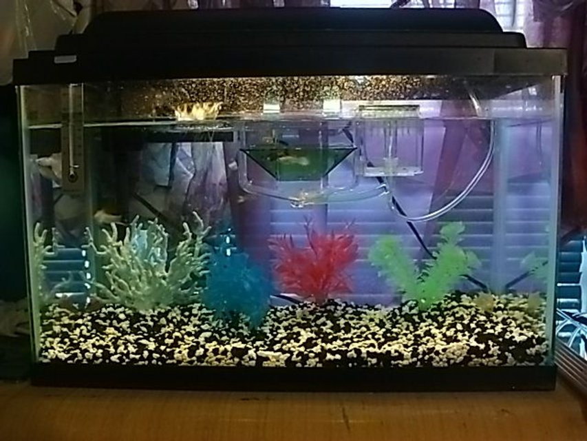 Rated #4016: 10 Gallons Freshwater Fish Tank - My Tank with my pretty fish!