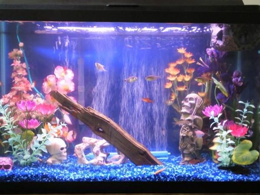 Rated #3493: 29 Gallons Freshwater Fish Tank - new picture of my fish aquarium. fake plants, drigtwood and rocks. decorated with skulls. wood log floating at top.