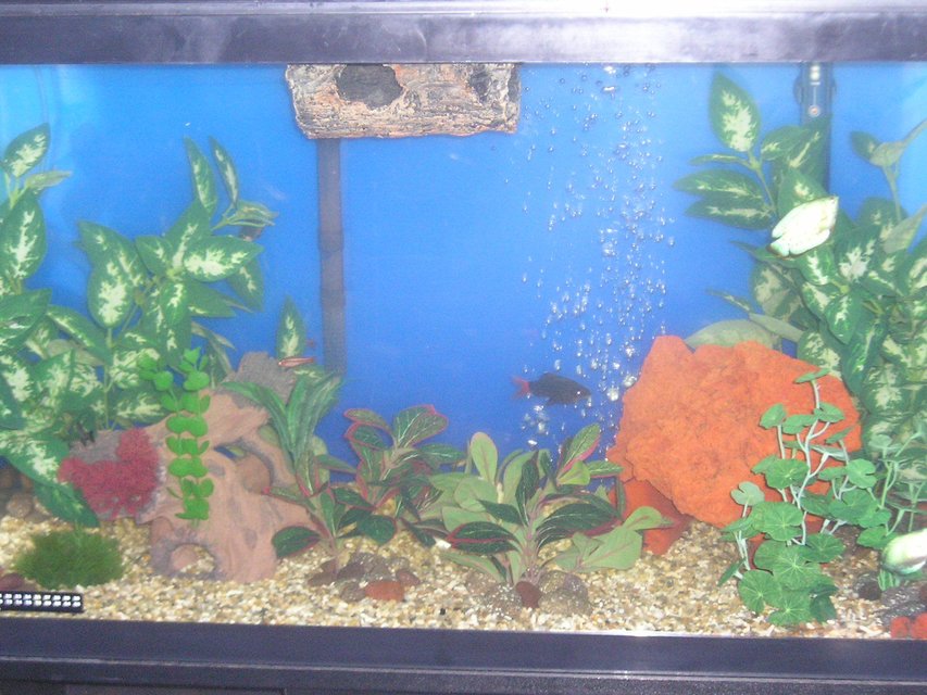 Rated #3968: 20 Gallons Freshwater Fish Tank - My 25 gal tank
