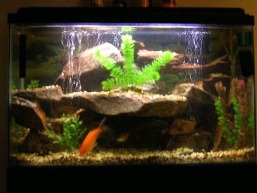 Rated #3173: 40 Gallons Freshwater Fish Tank - 40 gal fresh water
