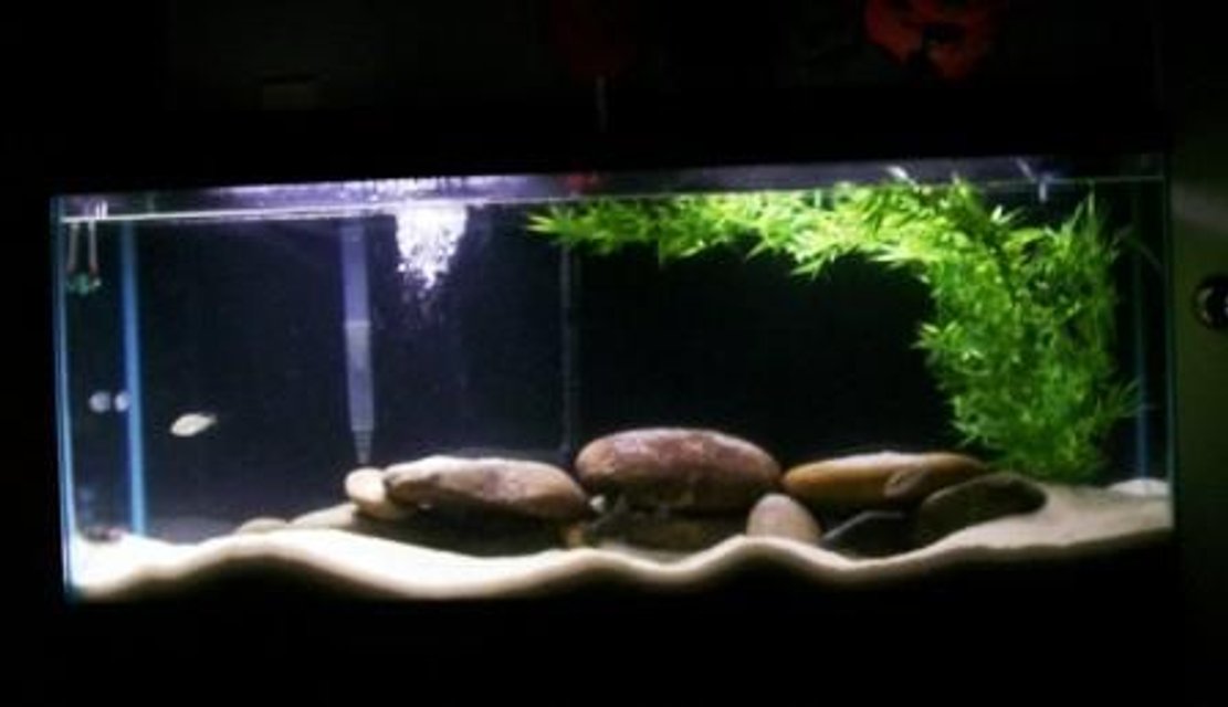 Rated #2678: Freshwater Fish Tank - My new world cichlid tank