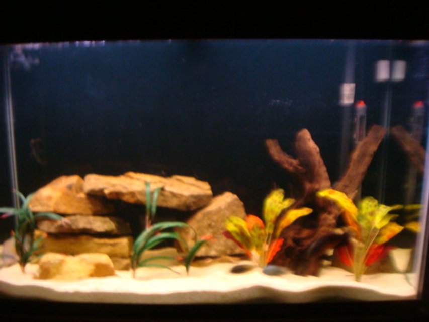 Rated #3017: 110 Gallons Freshwater Fish Tank - 110 gallon tank.  Red Oscar, Electric Blue Jack Dempsey, Green Terror,  Texas Cichlid....  Ozelot  swords,  Dragon Flames,  Sand Stone,  Maylasian Drift Wood,  Pool Filter Sand...