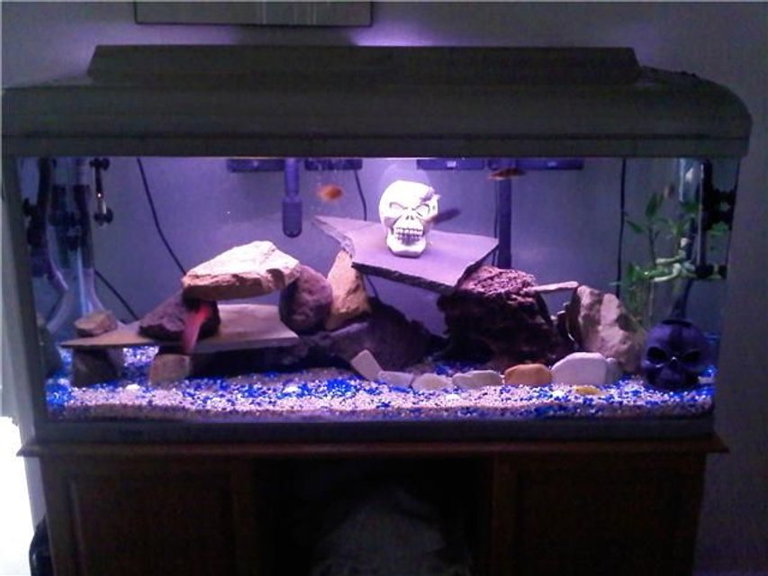 Rated #4009: 85 Gallons Freshwater Fish Tank - Cichlid tank