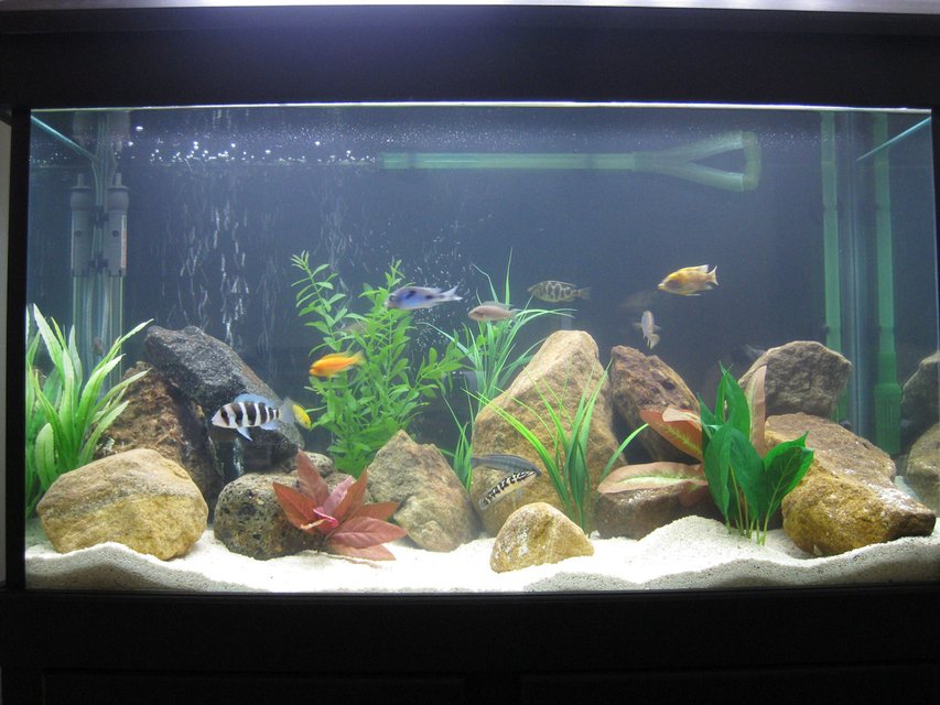 Rated #620: 45 Gallons Freshwater Fish Tank - African Cichlid Tank.
