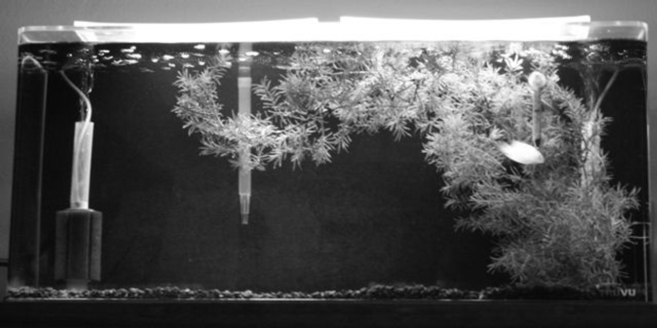 Rated #4075: 26 Gallons Freshwater Fish Tank - My 26 gal when I first got this gold severum