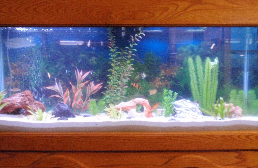 Rated #2841: 55 Gallons Freshwater Fish Tank - 2 Orange Flame Gourami, 2 Gold Gourami, 2 Dwarf Blue Gourami, 2 Angelfish, 2 Albino bristlenose Pleco, 1 Pleco, 1 Swordtail, 3 Bala Sharks, 1 Clown Loach, 6 Feeder Fish, 1 Raphael Catfish, 1 Dojo Loach, 1 Red Clawed Crab, 1 Fiddler Crab
