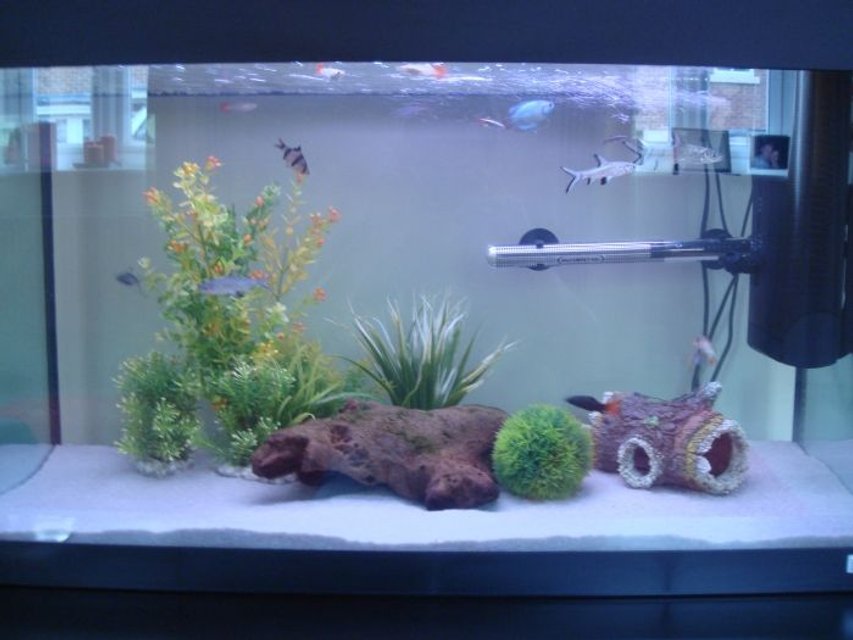 Rated #2981: 40 Gallons Freshwater Fish Tank - Front View