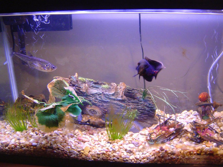 Rated #3798: 29 Gallons Freshwater Fish Tank - 1 Tiger Oscar
1 Sabre Tooth Tetra
Use the Interactive Fish Trap to catch feeders for the predators!