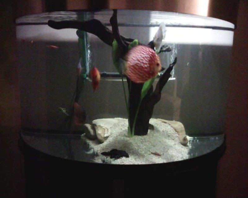 Rated #3155: 76 Gallons Freshwater Fish Tank - TankyWanky