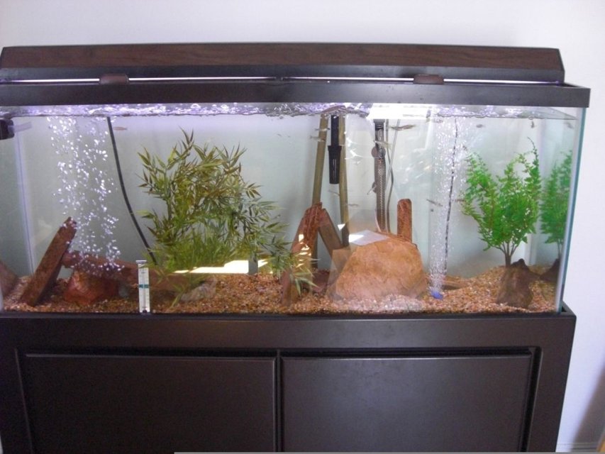 Rated #3851: 20 Gallons Freshwater Fish Tank - my 55 gal filter is a magmum 350 heater is 200 watts, 2 airstones, flagstone, 2 plastic plants