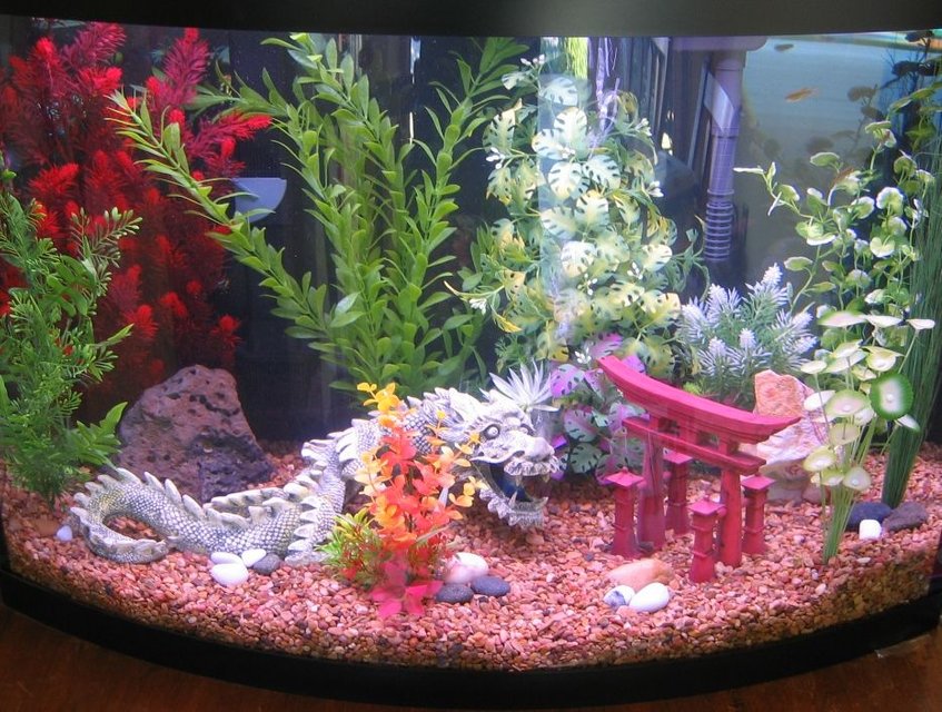 Rated #2979: 36 Gallons Freshwater Fish Tank - Tank in progress.  8 Zebra Danios for now.  Hasboras, Panda Cories, and Dwarf Neon Rainbows under consideration.