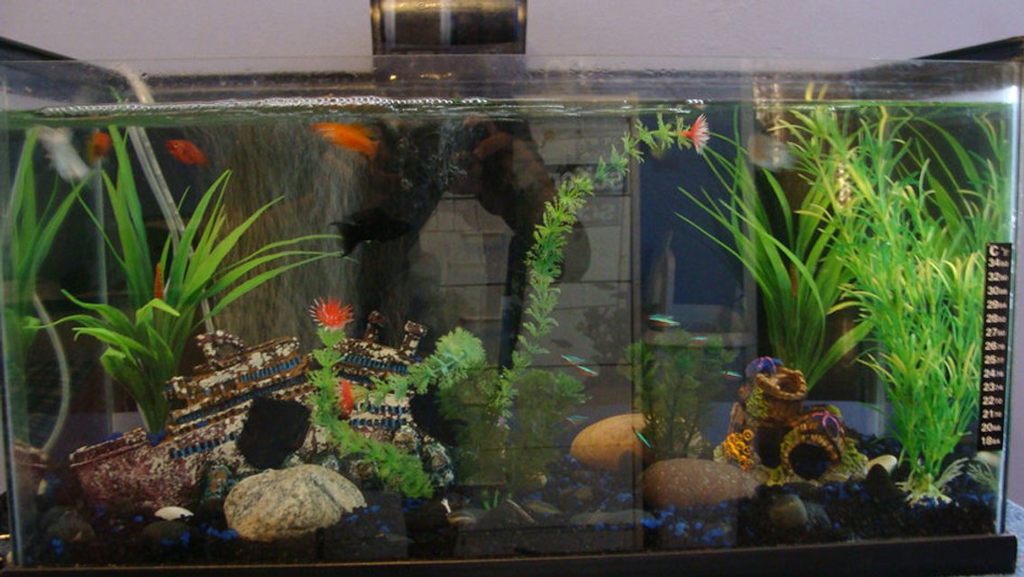 Rated #3077: 15 Gallons Freshwater Fish Tank - 15 Gallons