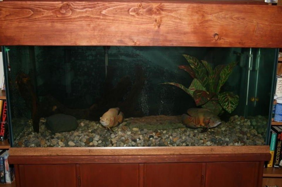 Rated #3566: 75 Gallons Freshwater Fish Tank - This tank is  a 75 gal with two oscars . 
I biult this tank from scrach form the bottom  to the top  yes and the glass.