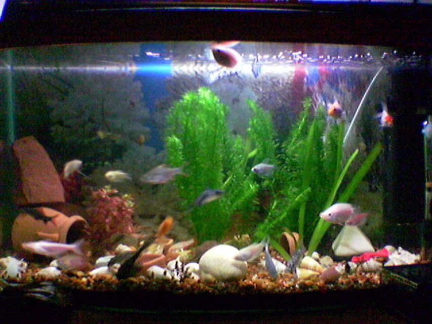 Rated #3799: 20 Gallons Freshwater Fish Tank - my tank! 20 gallons, not much but i love it!
