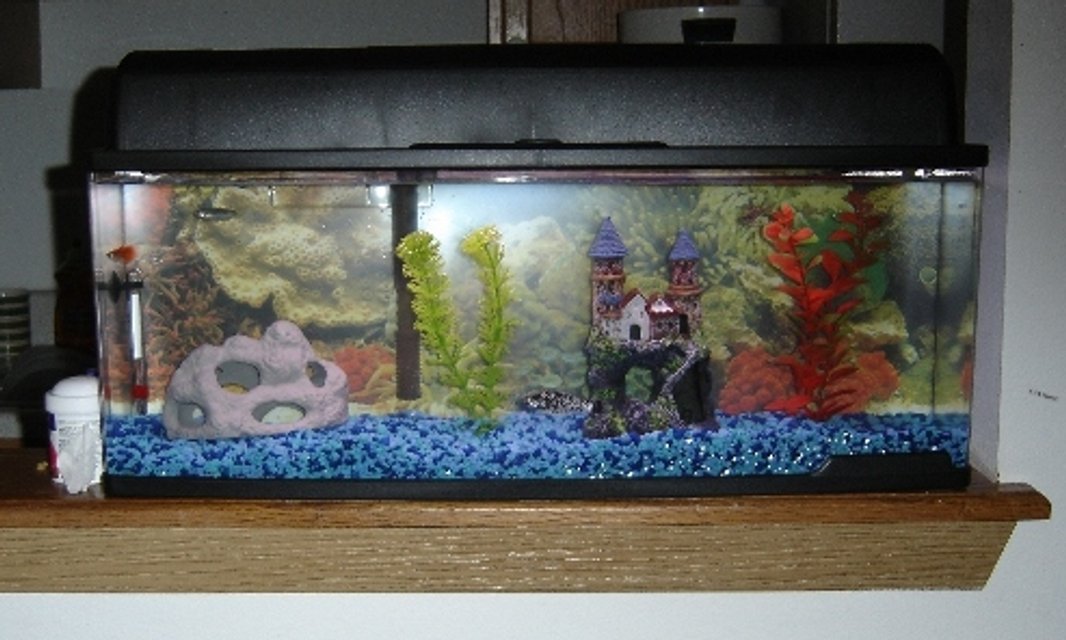 Rated #4126: 7 Gallons Freshwater Fish Tank - This one is a Bookself aquarium and it measures 23.75 inches wide,
11 inches deep and 9 inches high. It has a source of light on the top and a filter which hangs on the back side of the aquarium. 
An artifical rock, a chaute, Two Artificial plants, one Dalmatian Molly, three Zebra Danio and one Red Fire Guppy .