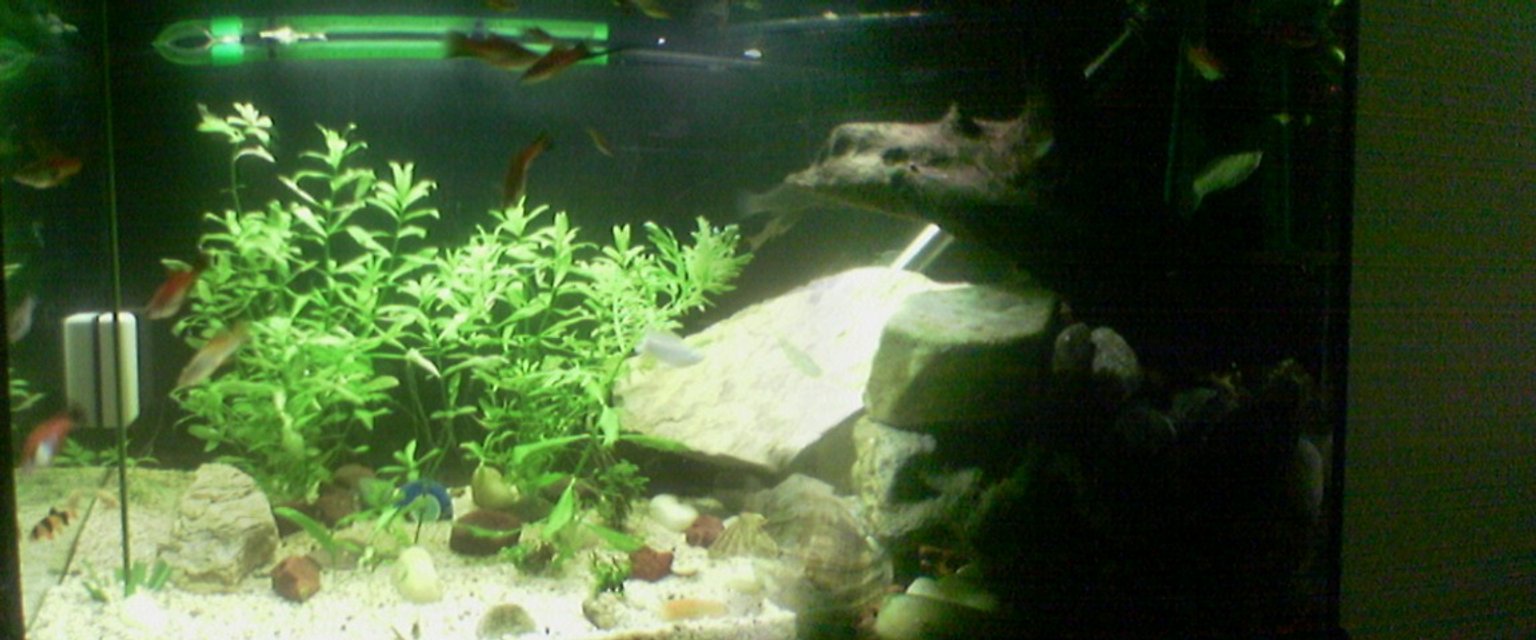 Rated #3785: 50 Gallons Freshwater Fish Tank - my aquarium