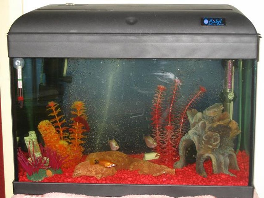 Rated #4164: 10 Gallons Freshwater Fish Tank - my tank only had it for 3 weeks