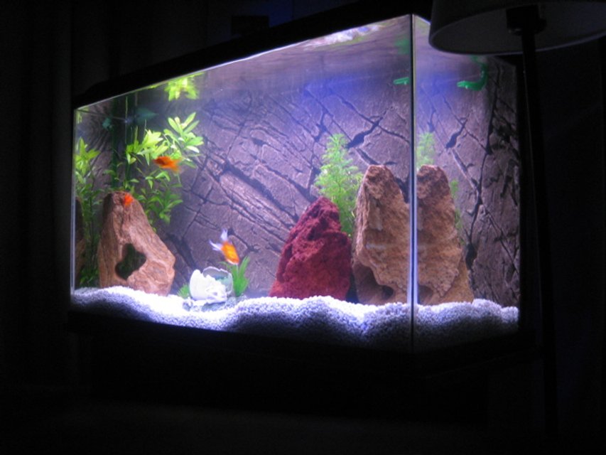 Rated #2839: 30 Gallons Freshwater Fish Tank - This is my first freshwater tank. 30 gal. Eheim Classic filter, Pangea Background insert, Power-Glo florescent, Moonglow LEDs, white gravel.