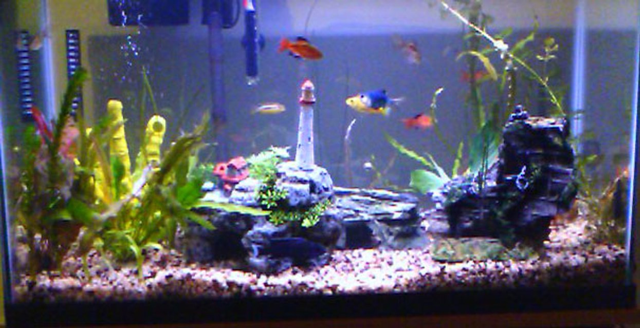 Rated #322: 29 Gallons Freshwater Fish Tank - You can see it, no need to describe it.