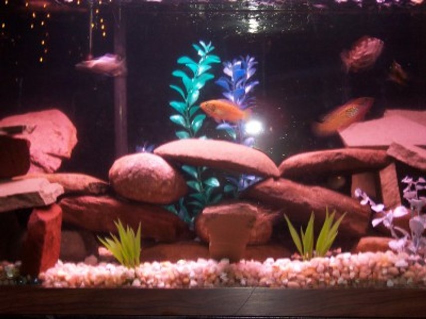 Rated #3735: 35 Gallons Freshwater Fish Tank - 35 Gallon African Cichlids. 9 cichlids, 1 snail, 1 pleco.  Fake Plants.  Whisper 40