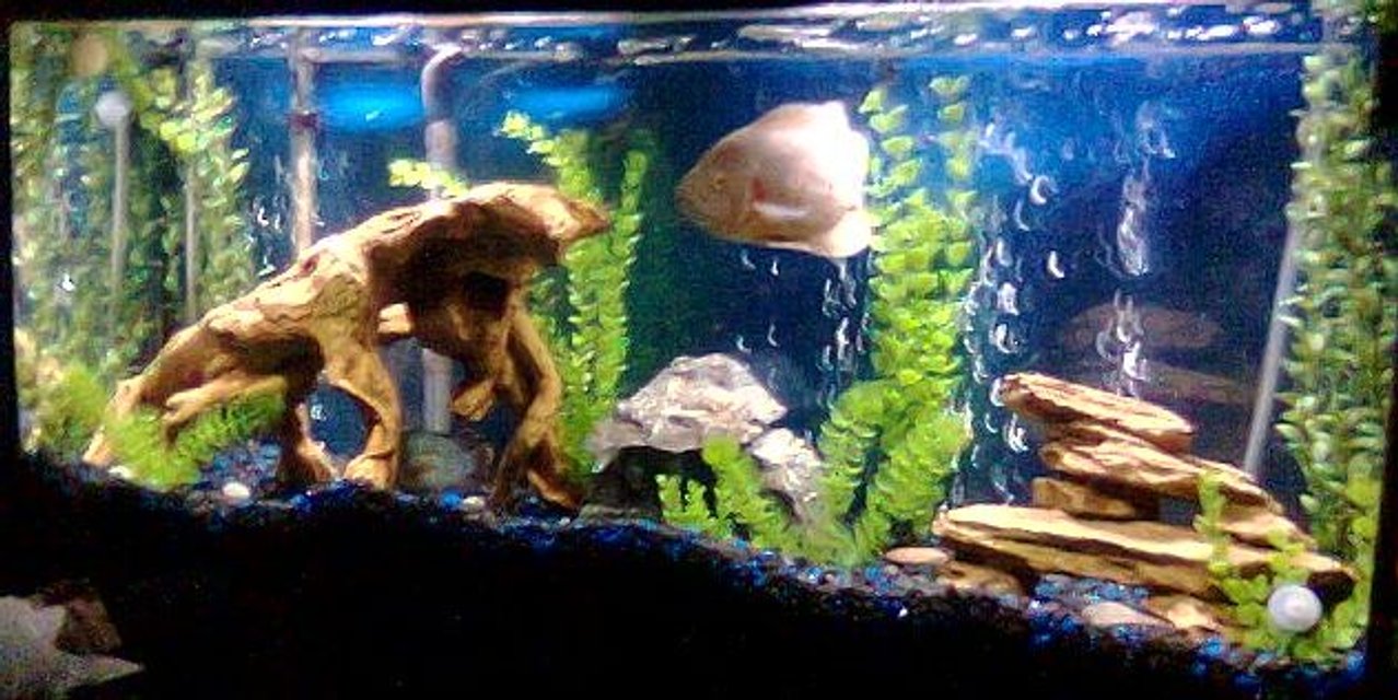Rated #2628: 55 Gallons Freshwater Fish Tank - 55 GAL....Tha home of my fishes....8" PACU, 7" OSCAR, 3 1/2 " GREEN TERROR, 3" CONVICT AND 1" JACK DEMPSEY......