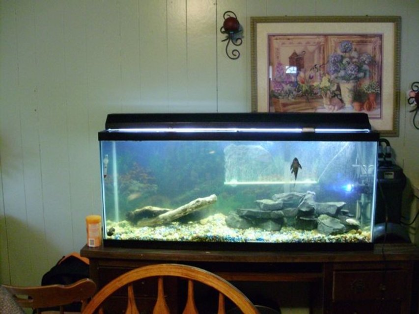 Rated #3838: 55 Gallons Freshwater Fish Tank - My 55g