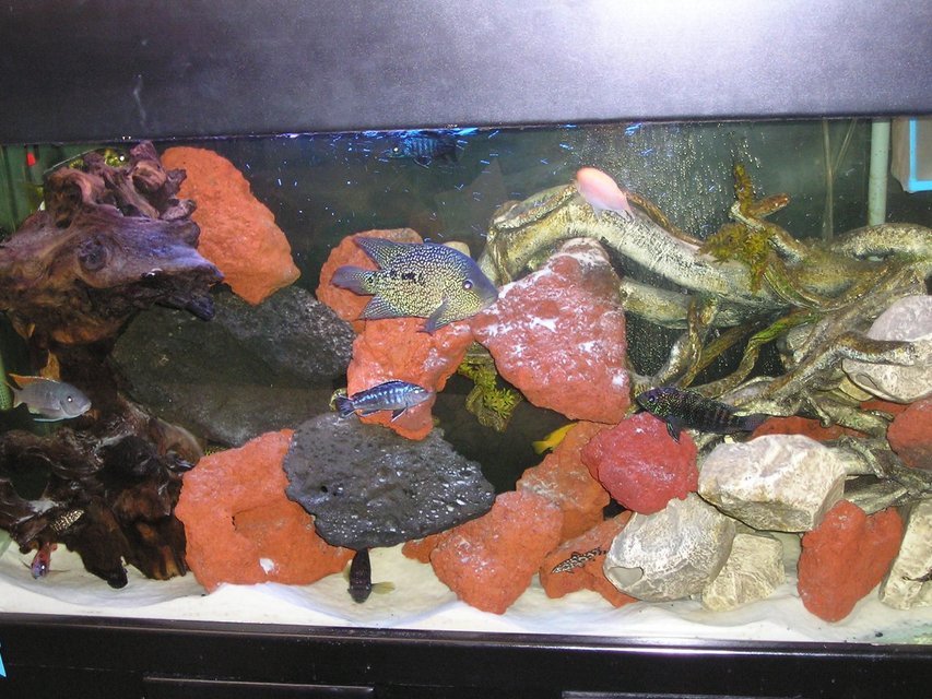 Rated #2681: 80 Gallons Freshwater Fish Tank - Assorted African Cichlids in 80 gallon tank