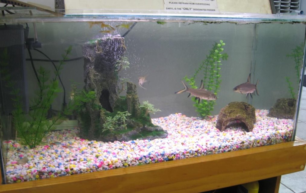 Rated #3444: 80 Gallons Freshwater Fish Tank - office tank